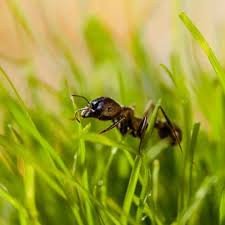 Ant Hills in your Lawn?