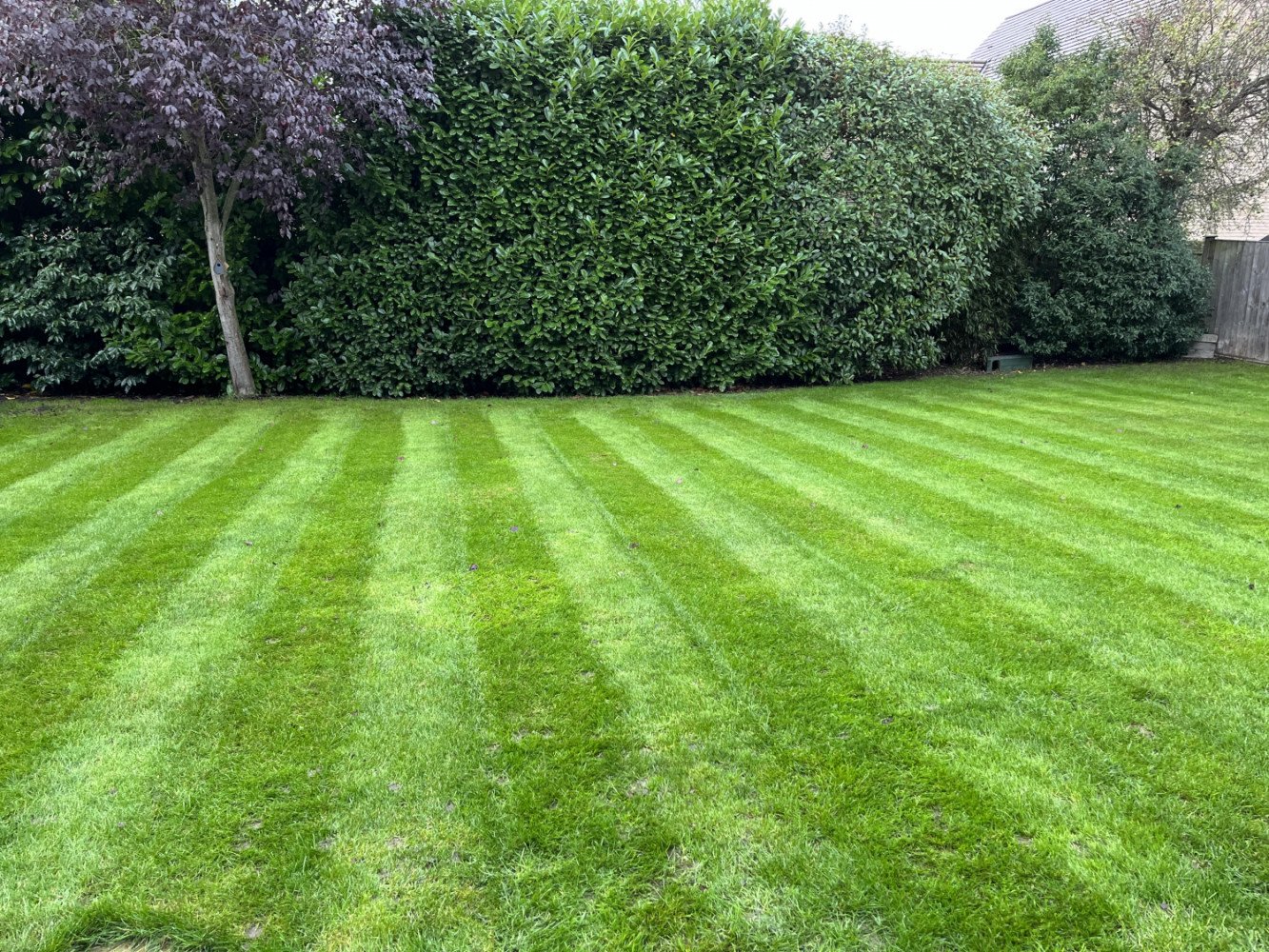 Lawn Renovation