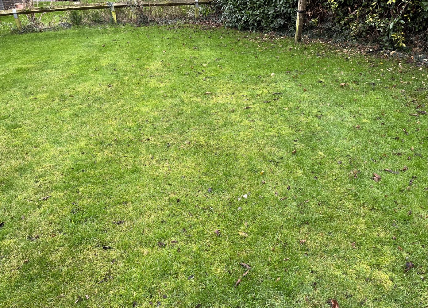 Moss has taken over my Lawn- Help!!